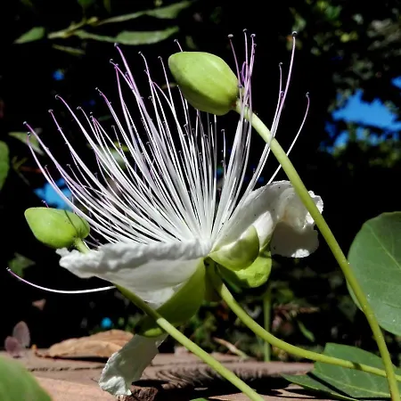 Διαμέρισμα Litto *